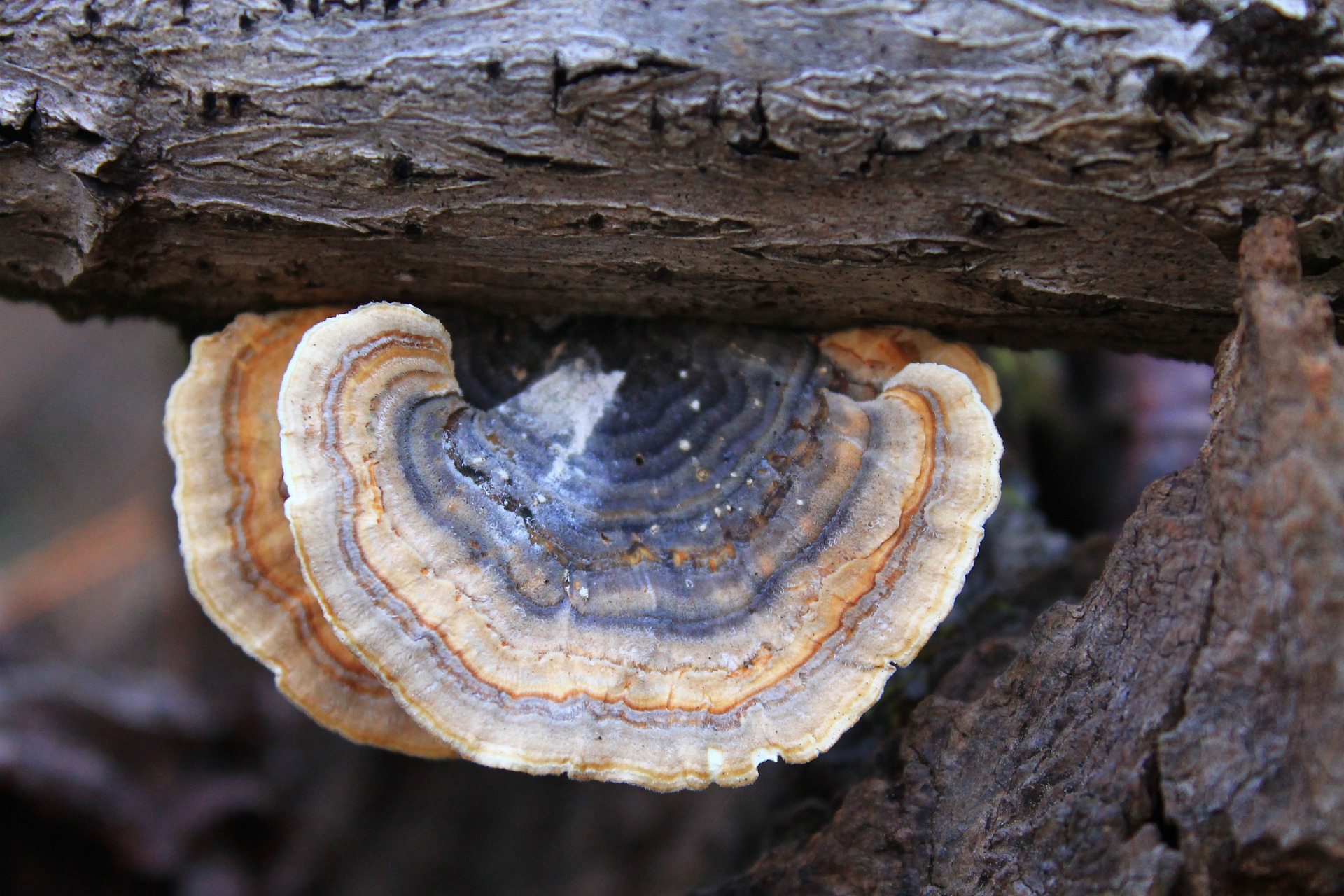 turkey tail